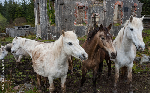 Group of unkempt horses beside ruins of an old building  in rural Ireland
