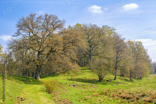 Beautiful forest landscape with lush trees in spring