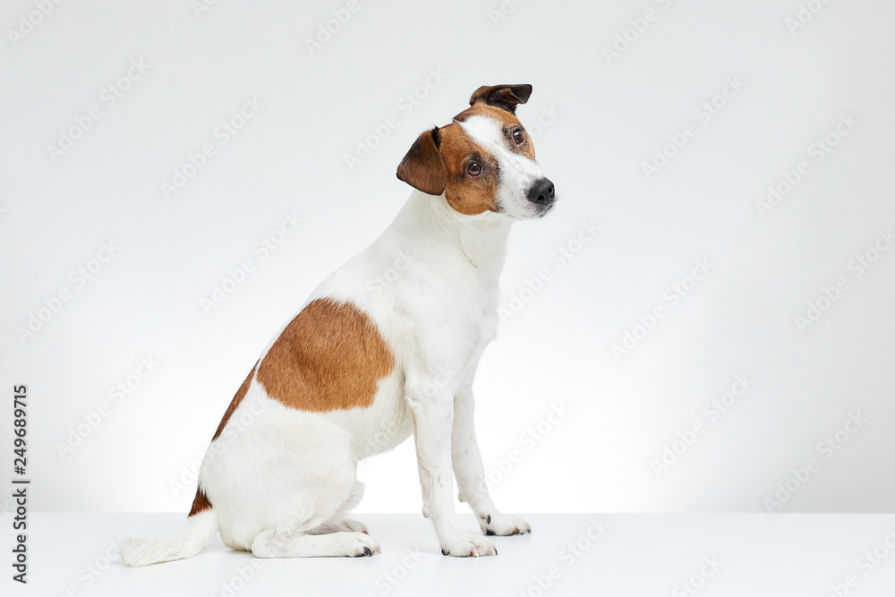 Cute Jack Russell Terrier sits sideways on the white table with head turned to the side on the white background - obrazy, fototapety, plakaty 
