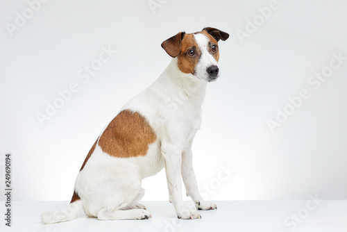Adorable Jack Russell Terrier sits sideways on the white table with head turned to the side on the white background