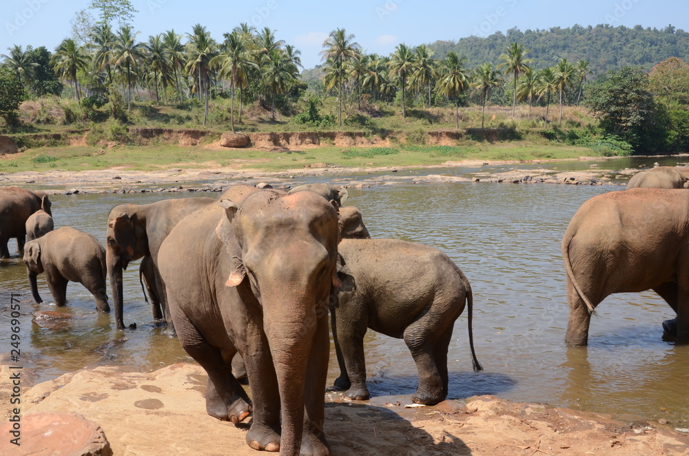 elephant Orphanage Sri Lanka elephant Orphanage Sri Lanka
