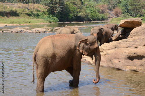 elephant Orphanage Sri Lanka