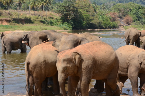 elephants Orphanage Sri Lanka 