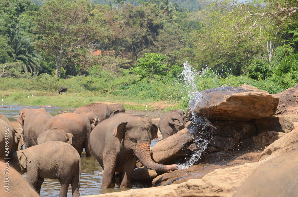 Fototapeta premium elephants Orphanage Sri Lanka 