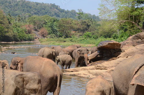 Canvas Print elephants Orphanage Sri Lanka