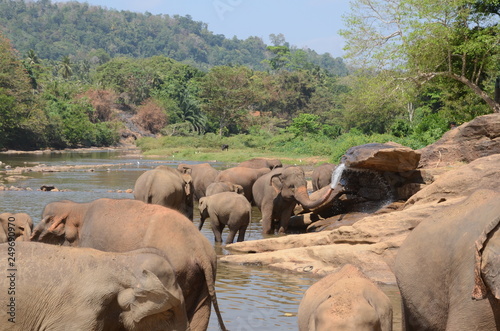 elephants Orphanage Sri Lanka 