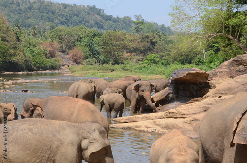 Photography elephants Orphanage Sri Lanka