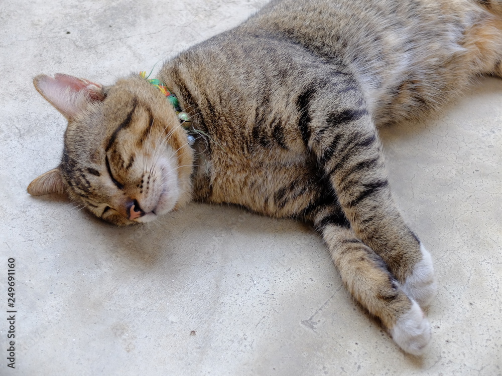 cat sleeping on the floor