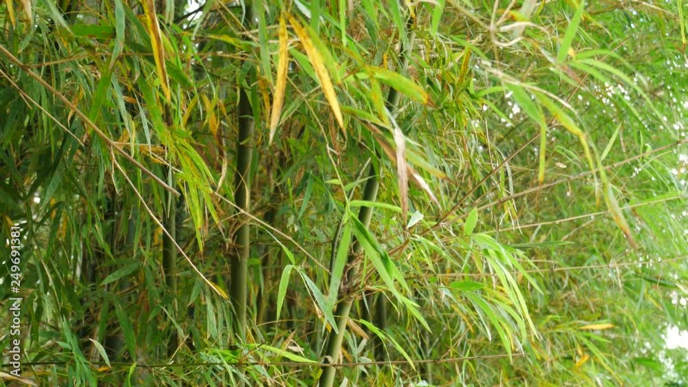 bamboo tree nature background in Myanmar