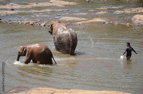 Canvas Print elephants Orphanage Sri Lanka