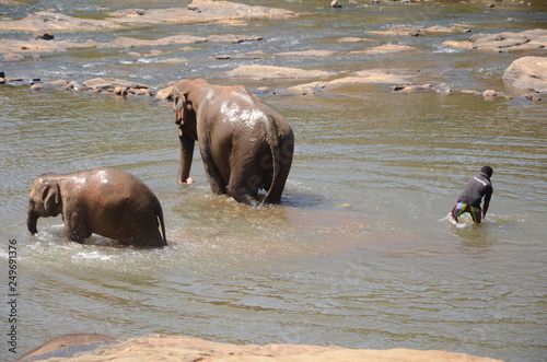 Photography elephants Orphanage Sri Lanka
