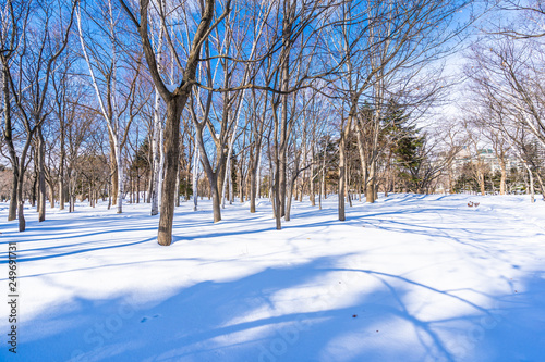 Beautiful landscape with tree in snow winter season