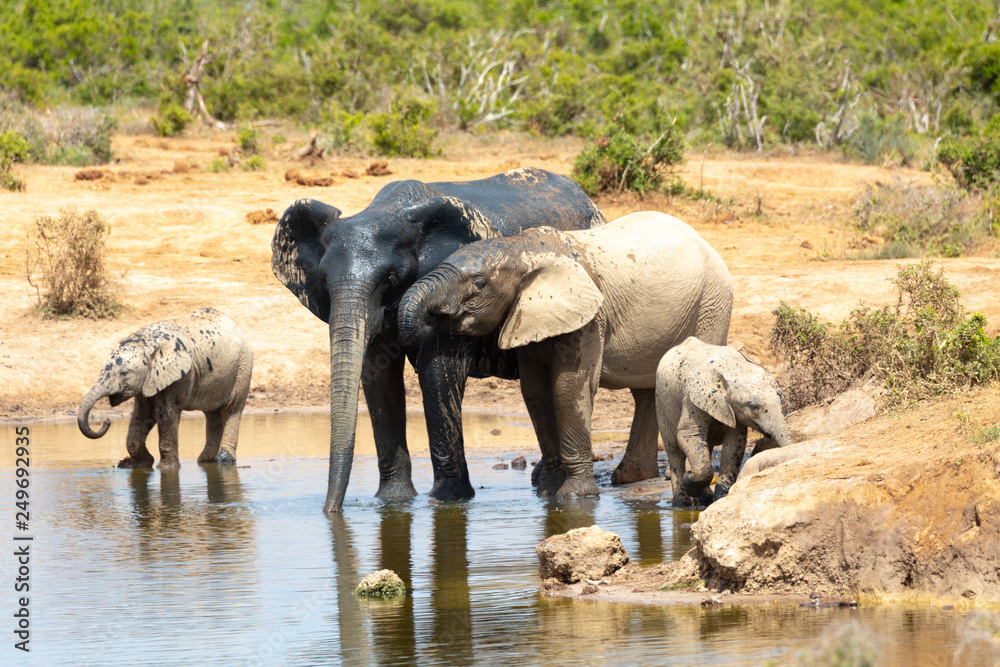Fototapeta premium elephants at water hole