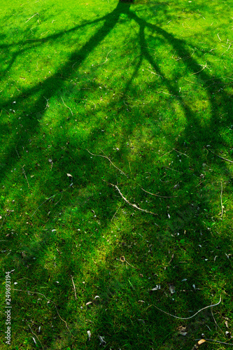 shadow of the tree silhouette on grass, springtime park background