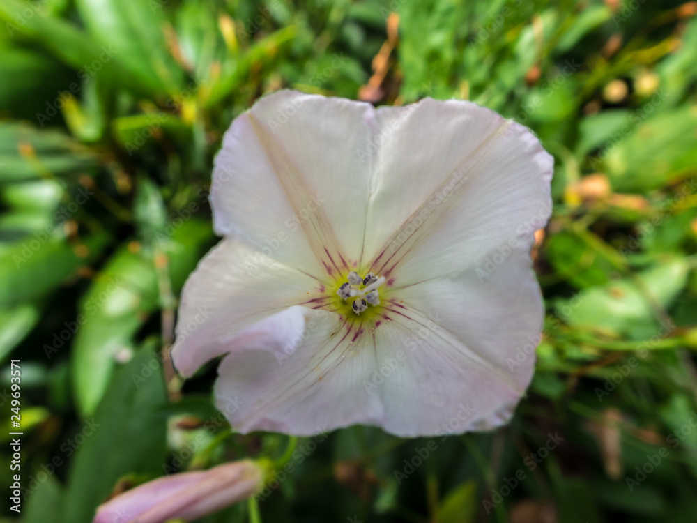 Fototapeta premium Blooming flower in summer