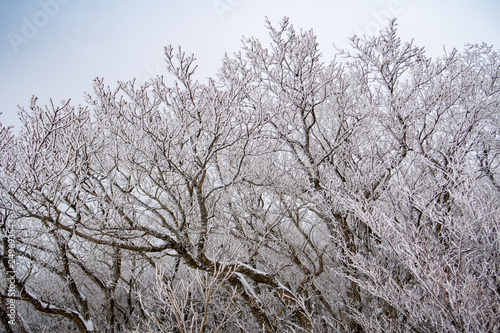 冬山の立ち木に雪が横から付着して美しい景色を魅せる