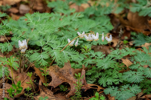 Spring Dutchman's Breeches in bloom.