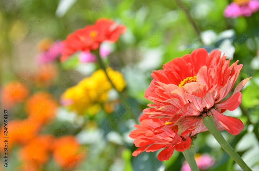 赤い花を意識して撮る 赤い花を意識して撮る