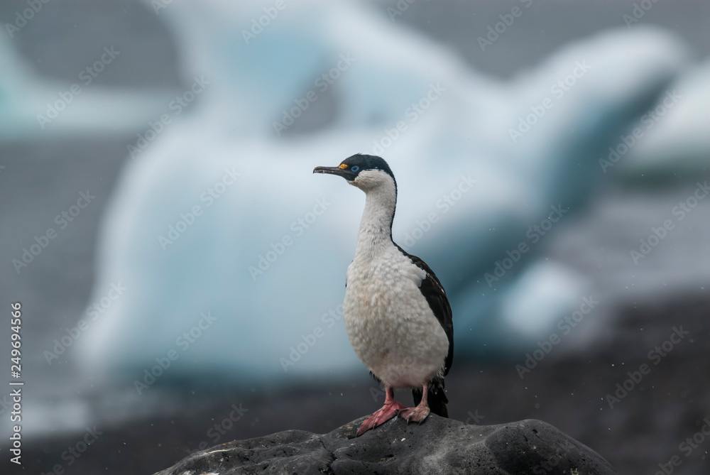 Naklejka premium Imperial Cormorant, breeding colony, Paulet Island, Antarica