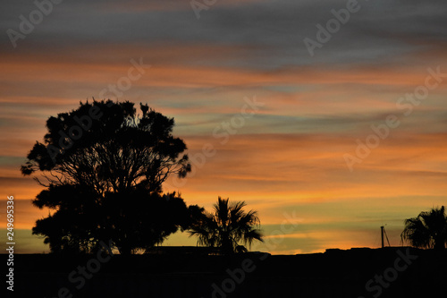 Árboles atardecer