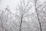 Snow on the tree branches. Winter View of trees covered with snow. The severity of the branches under the snow. Snowfall in nature.