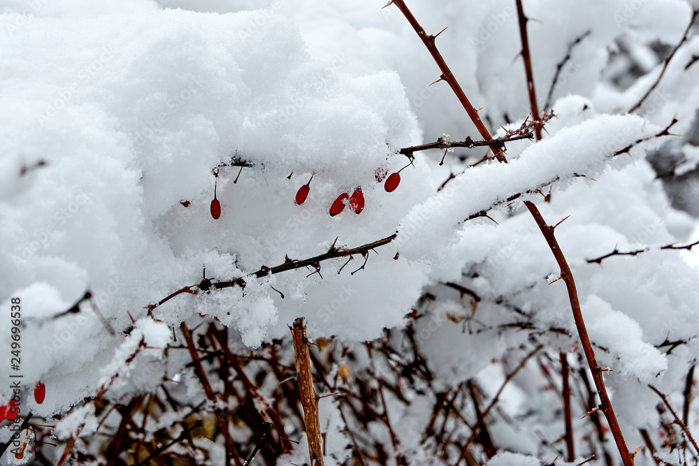 Berries in the snow