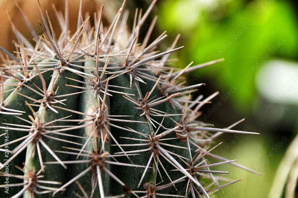 Echinocereus Coccineus Engelm cactus plant Echinocereus Coccineus Engelm cactus plant