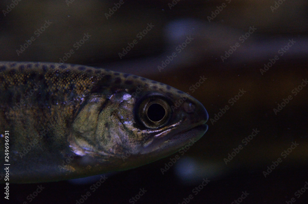 暗がりを泳ぐ魚 暗がりを泳ぐ魚