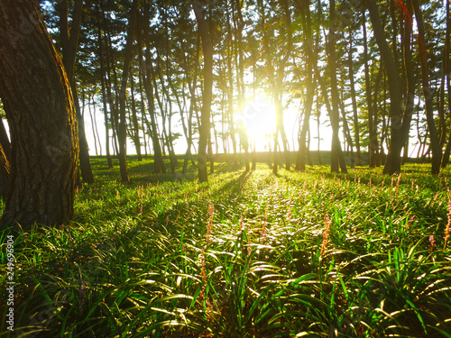 Sunshine through the Trees, Janghang Songlim Mountain Forest Resort, Seocheon, Chungcheongnamdo, South Korea photo