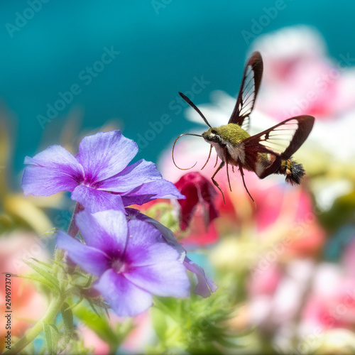 Hummingbird clearwing moth hovering around flowers © Jean Landry