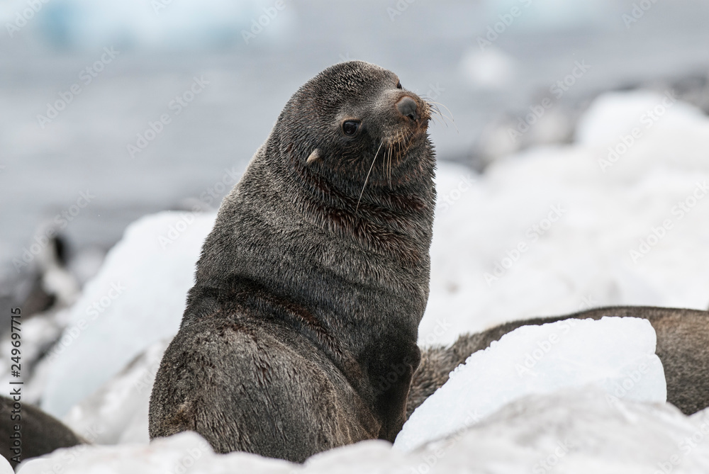 Obraz premium Antarctic fur seal(Arctophoca gazella), an beach, Antartic peninsula.