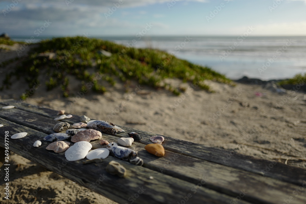 shells by the beach