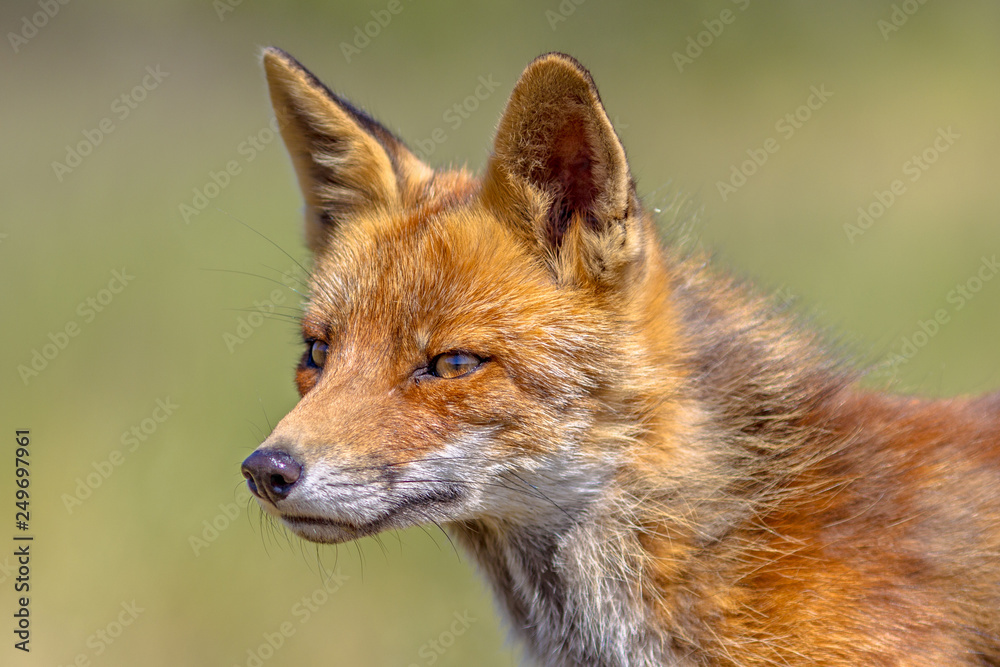 Red Fox portrait side Red Fox portrait side