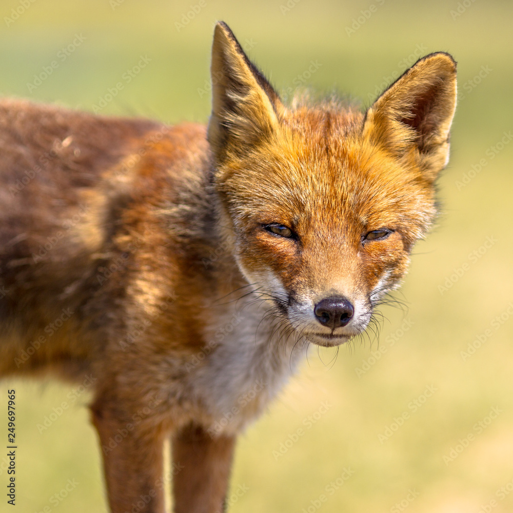 Red Fox portrait Red Fox portrait