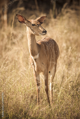 Nyala in African savanna environment, South Africa