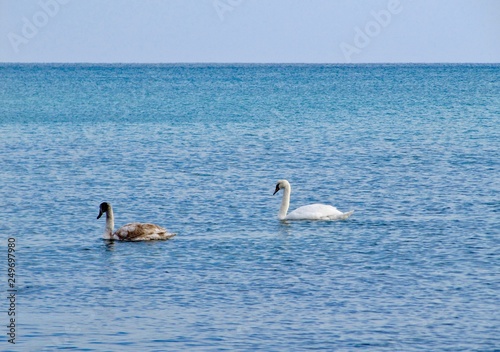 colorful image of swans with blue water background