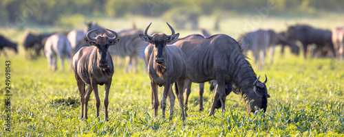 Common Wildebeest herd grazing at Mooiplaas photo