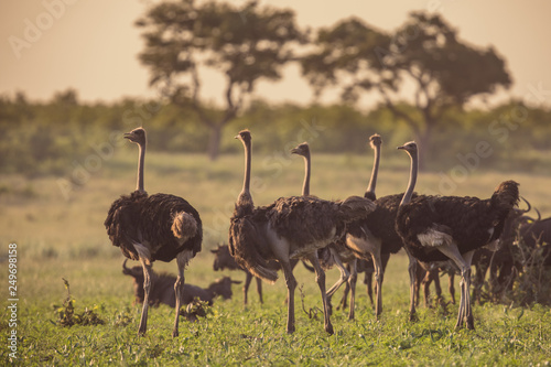 Ostrich herd on savanna plain photo