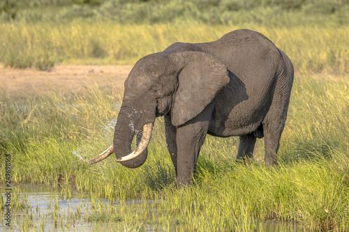 African Elephant drinking from pond