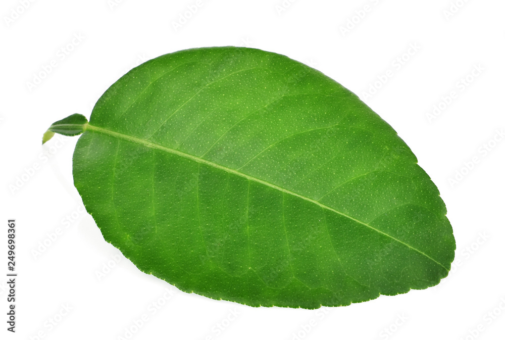 Obraz premium single lime leaf isolated on white background