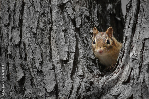 Chipmunk peeking out of hole in a tree © Jean Landry