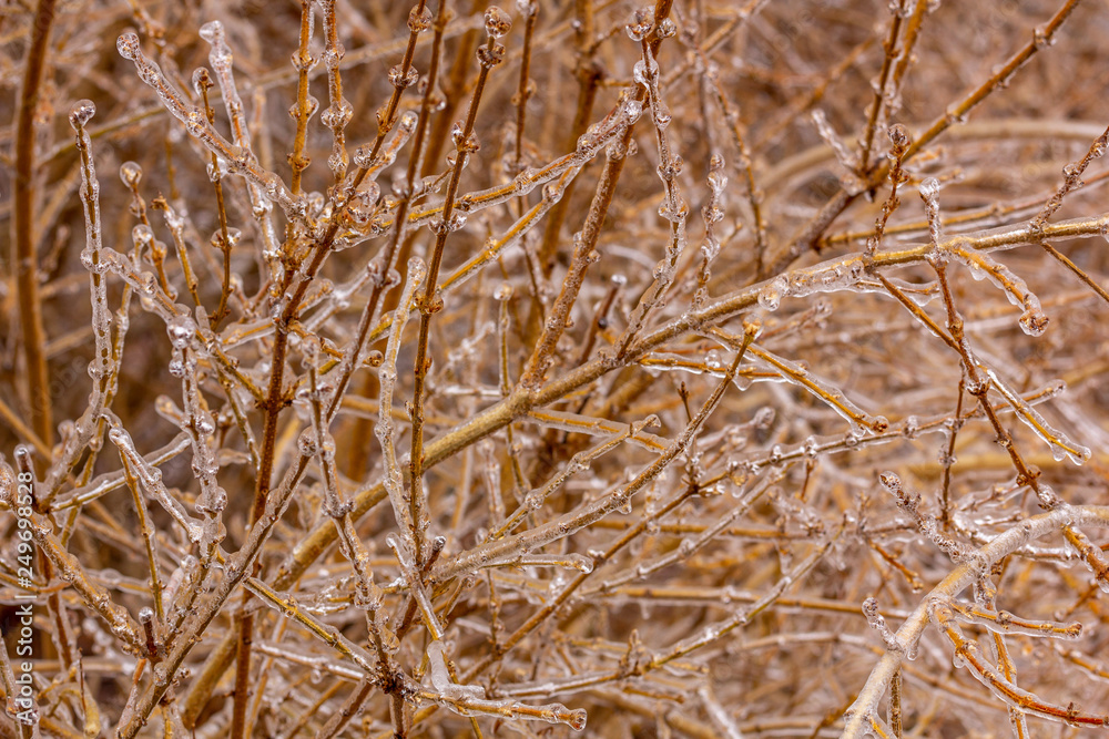 Freezing branches Freezing branches