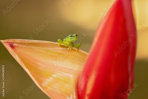 Spiny Cochran frog (Teratohyla spinosa) found in the Pacific lowlands of northern and central Ecuador and western Colombia, northward on the Pacific slopes Panama and Costa Rica photo