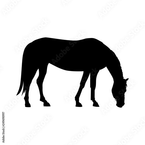 Grazing horse vector