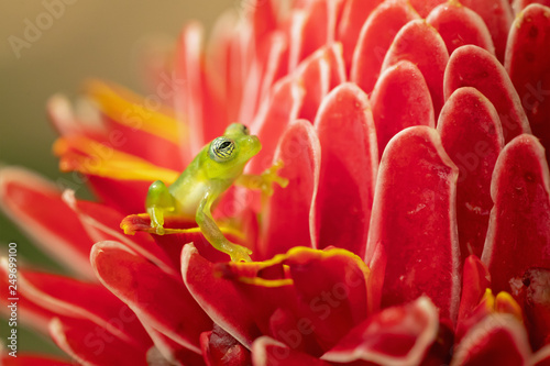 Spiny Cochran frog (Teratohyla spinosa) found in the Pacific lowlands of northern and central Ecuador and western Colombia, northward on the Pacific slopes Panama and Costa Rica photo