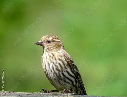 sparrow on a fence © ErinMorgan