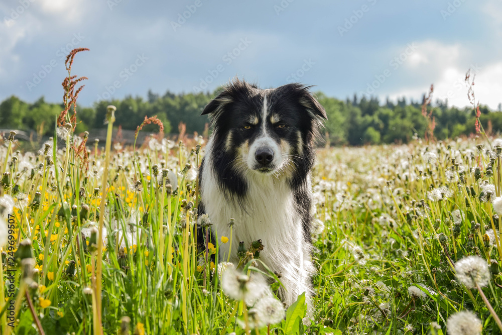 Photo-shooting in Liberec in Javorník. It was it May and there was amazing nature. Tricolor border collie. Many colours flowers.