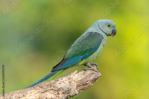 Schilderij op canvas Malabar Parakeet - juvenile