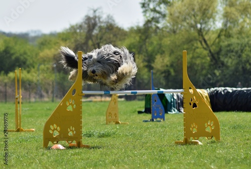 Dog, bearded kolie in agility. Amazing evening, Hurdle having private agility training for a sports competition photo