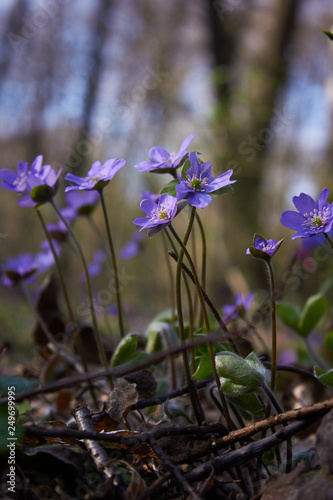 Beautiful spring blue flowers  in forest. Anemone hepatica (common hepatica, liverwort, kidneywort, pennywort) is a herbaceous perennial growing from a rhizome in the buttercup family .
